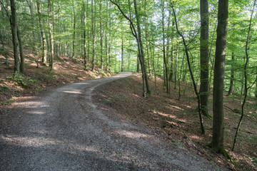 forest_road