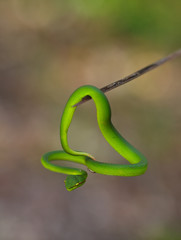 Obraz premium green snake