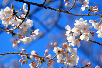 Cherry blossoms blooming in spring in Japan