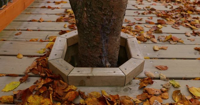 Tree trunk moving in strong wind in the middle of a construction on a wooden path in the tree tops from the joke to the side of a sunny autumn day captured in Pustevny Beskids area 4k 60fps.
