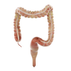 3d rendered medically accurate illustration of the large intestine