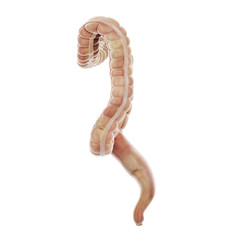 3d rendered medically accurate illustration of the large intestine