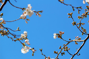 Cherry blossoms blooming in spring in Japan