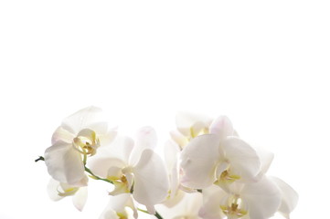 Naklejka na ściany i meble orquídeas