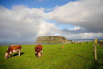 cows on pasture in Tasmania
