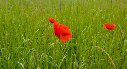 red poppy in a field