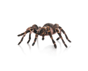 Striped knee tarantula (Aphonopelma seemanni) isolated on white