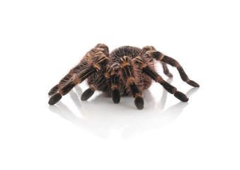 Striped knee tarantula (Aphonopelma seemanni) isolated on white