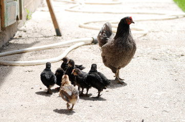 Chicken with chickens walking in the yard.