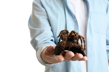 Man holding striped knee tarantula on white background, closeup