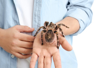 Man holding striped knee tarantula on white background, closeup