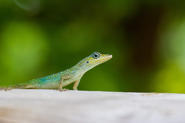 Sieh mal wer da guckt....