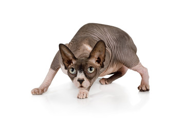 Canadian Sphinx cat in the pose of a hunter