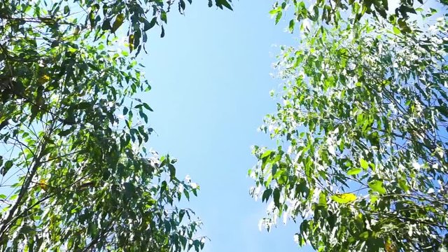 Sunlight filtering through the leaves of eucalyptus tree 