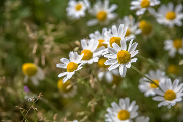 View of a wild field herbs and camomile plants