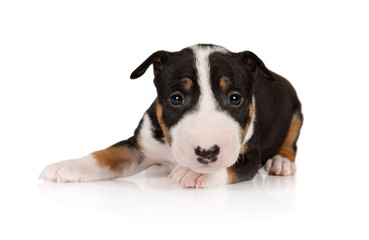 Sweet Miniature Bull Terrier puppy lying on a white background