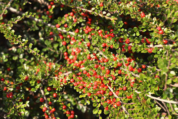  Red cotoneaster fruits on a bush in the garden