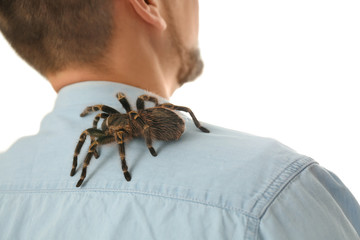 Man with striped knee tarantula on shoulder at home, closeup