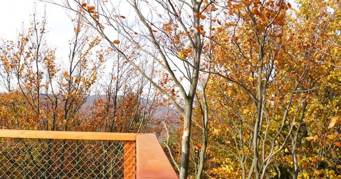 Top of wooden railing on the trail during strong wind in background with moving trees, leaves flying around the wooden railing during sunny autumn day captured in Beskids area 4k 60fps.