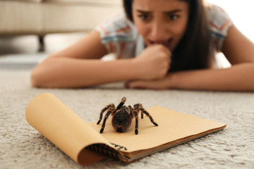 Young woman and tarantula on carpet. Arachnophobia (fear of spiders) - obrazy, fototapety, plakaty