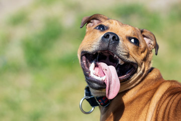Happy panting Staffordshire bullterrier outdoors playing with tongue out. Animal and dog portrait....