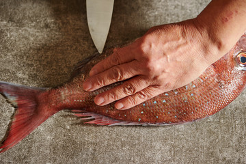 Filleting red sea bream with knife 