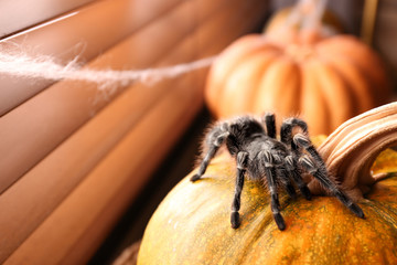 Striped knee tarantula on pumpkin near window indoors, space for text. Halloween celebration