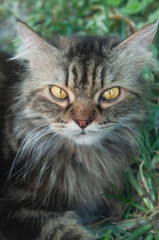 Portrait of gray Persian cat.
