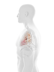 3d rendered medically accurate illustration of the human heart