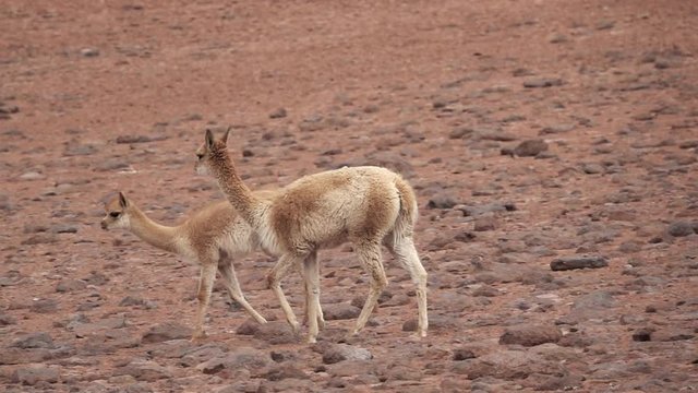 Vicugna vicugnas running in super slow motion in Atacama high plateau