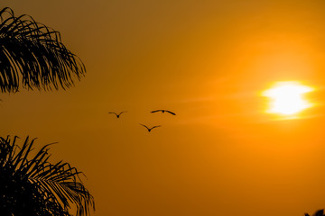 Fototapeta na wymiar View at a tropical sunset view with birds flying and palm trees, sun and orange sky as background