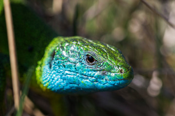 The portrait of the European green lizard (Lacerta viridis), Kalnik mountain, Croatia