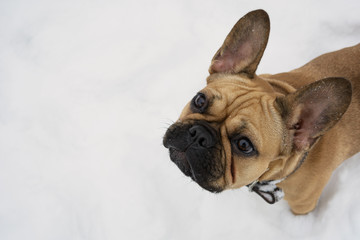 Puppy of french bulldog on the winter walk