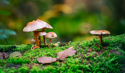 Fototapeta mushroom in forest obraz