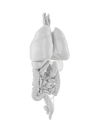 3d rendered medically accurate illustration of the gallbladder