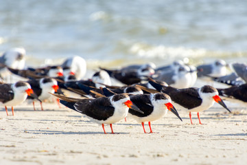 The Black Skimmer (Rynchops niger) is a beautiful Tern-like bird whose red and black lower bill is longer than its upper one. They are often seen flocking with gulls.