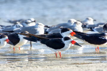 The Black Skimmer (Rynchops niger) is a beautiful Tern-like bird whose red and black lower bill is longer than its upper one. They are often seen flocking with gulls. - obrazy, fototapety, plakaty