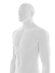 3d rendered medically accurate illustration of the male upper body