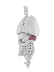 3d rendered medically accurate illustration of the spleen