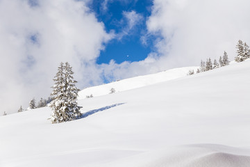 Pine tree in a lot of snow on a mountain in Kleinwalstertal in Austria