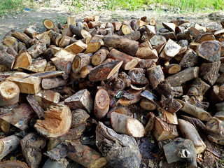 Pieces of Woods of Tree Branches for Setting Fire to Cook