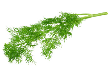 fresh green dill isolated on white background. top view