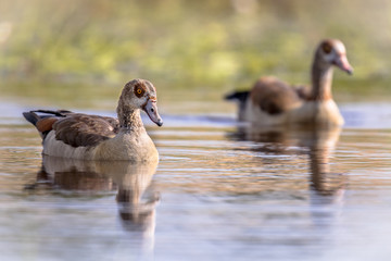 Egyptian goose couple