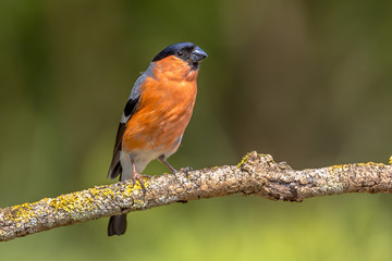 Eurasian bullfinch male