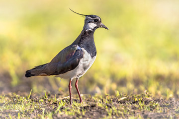 Northern Lapwing standing