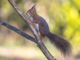 Naklejka na ściany i meble Red squirrel mindful on branch