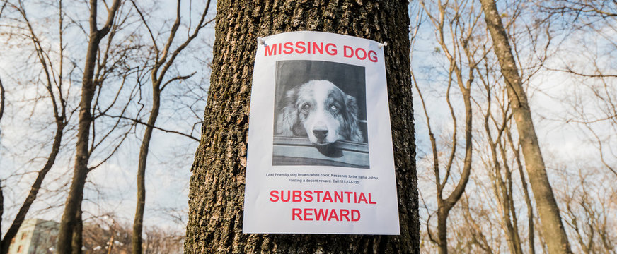 Flyer With Information About The Missing Dog Hangs On A Tree In The Park