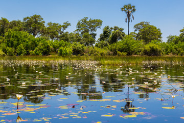 Okavangodelta with river, trees and water lily