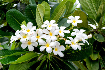 Frangipani, Plumeria, Temple Tree, Graveyard Tree. Brunch of Plumeria in green leaf back ground