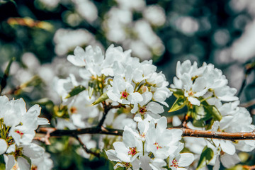 blooming cherry tree in spring